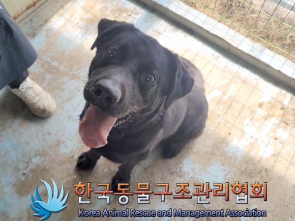 보호중 라브라도 리…